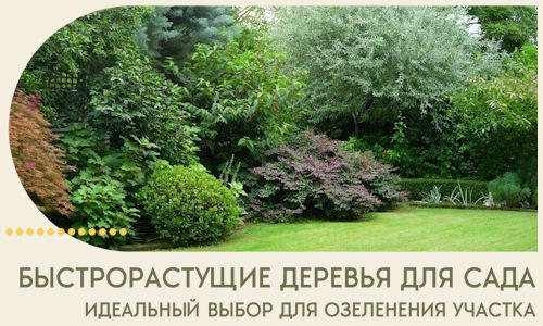 Быстрорастущие деревья для сада идеальный выбор в Краснокаменске