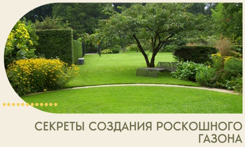 Секреты создания роскошного газона в Краснокаменске
